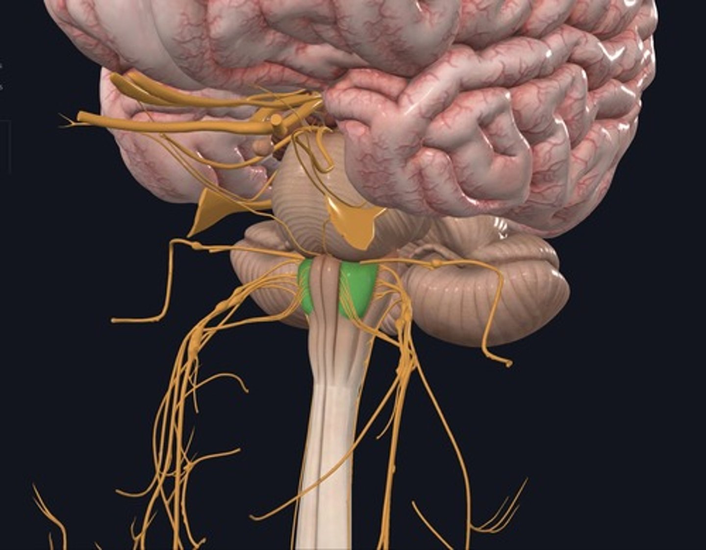 <p>Name the structure highlighted green.</p>