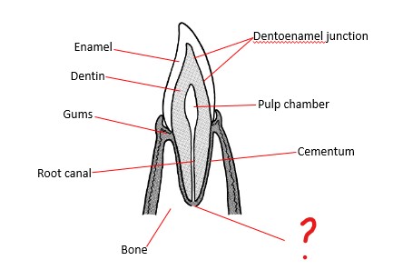 <p>Mesial/Distal View</p>