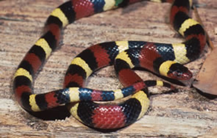 <p>36-51cm<br>Red snout and red and yellow (or white) bands separated by black bands (unlike Coral)<br>Bands extend to venter (unlike Scarlet)</p>