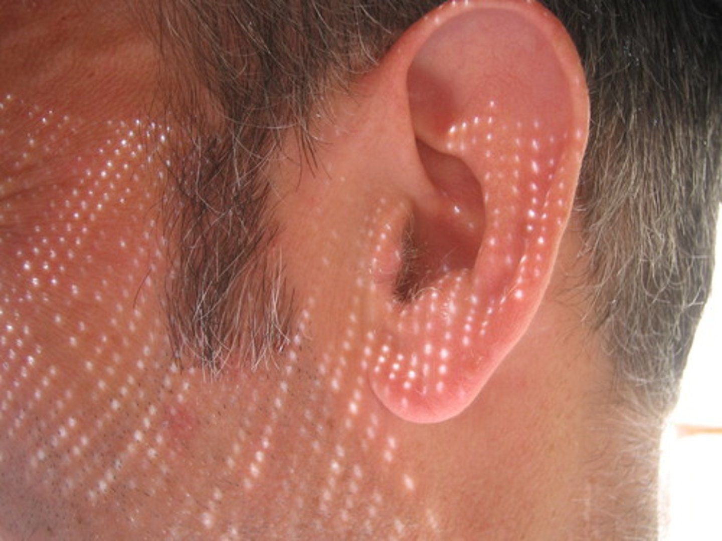 <p>ear</p>