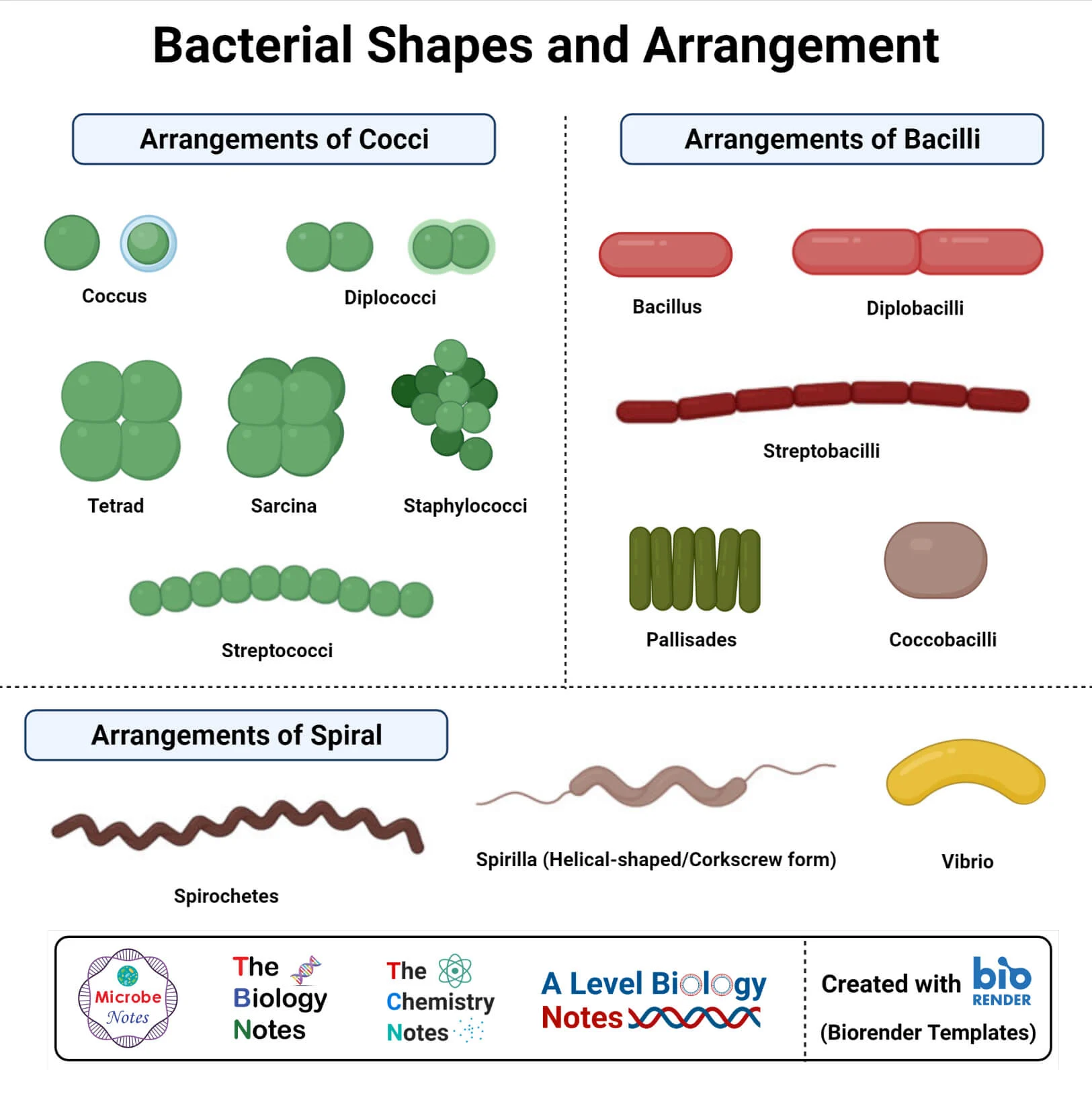 <p>Size: from .2-2.0 um diameter x 2-8 um length </p><p>Shape: </p><ul><li><p>coccus/cocci</p></li><li><p>bacillus/bacilli</p></li><li><p>spiral</p><ul><li><p>Vibrio: curved rods</p></li><li><p>Spirilla: helical shape, rigid body</p></li><li><p>Spirochetes: helical shape, flexible</p></li></ul></li><li><p>monomorphic: maintain shape</p></li><li><p>pleomorphic: environmental conditions or genetics can alter shape</p></li></ul><p></p>