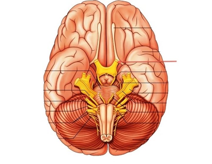 <p>Vision (Special Somatic Sensory)</p>