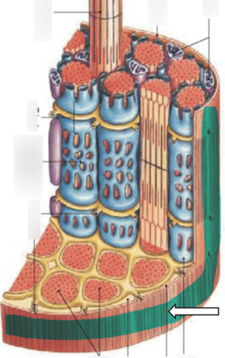 <p>name the structure</p>