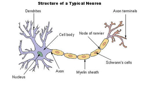 cell body of a neuron, assesses messages before passing along