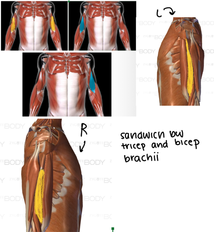 <p>Function: <strong>Synergist</strong> to biceps brachii</p><ul><li><p>BETWEEN BICEP AND TRICEP BRACHII</p></li></ul><p></p>
