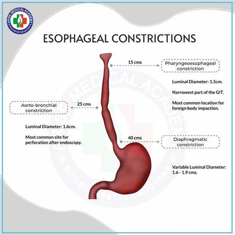 <p>The esophageal constrictions (three narrows of the esophagus) normally demonstrated radiographically after a barium swallow are ABC</p>