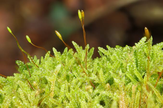 <p>Moss spp</p>