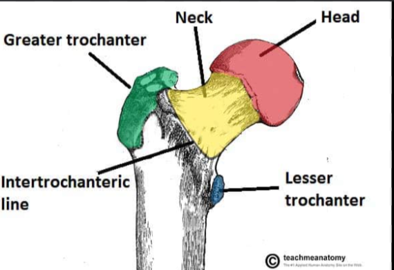 <p>The intertrochanteric line of the femur: </p>