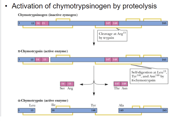 <p>Chymotryspinogen </p>