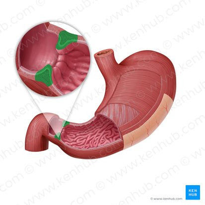 <p>A muscular ring located at the junction of the stomach and the duodenum (the first part of the small intestine) that controls the emptying of stomach contents into the duodenum.</p>