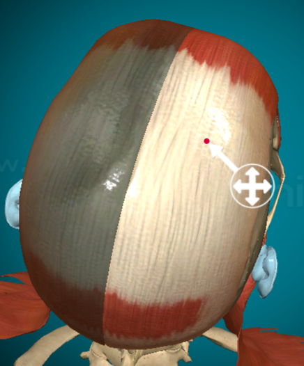 <p>What muscle is this and what does it do?</p>