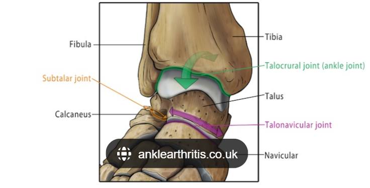<p><span style="color: #1a0303">Sagittal-  Plantar flexion &amp; Dorsiflexion</span></p><ul><li><p>The ankle </p></li></ul><p></p>