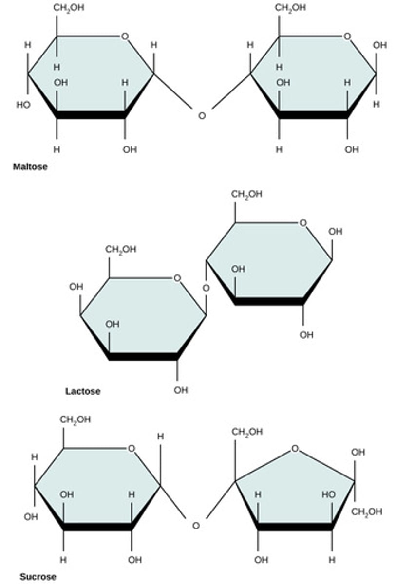 <p>examples of disaccharides</p>