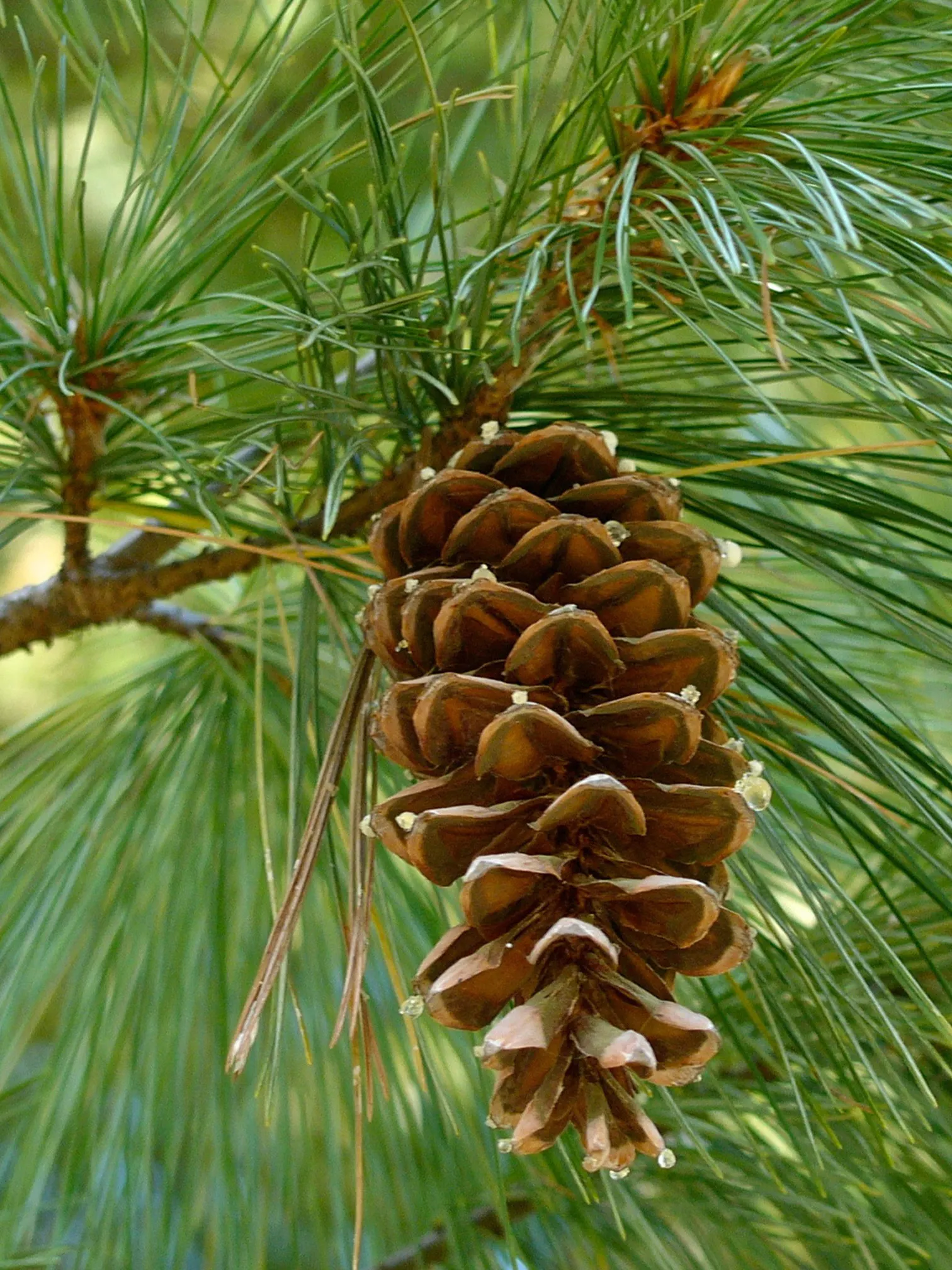 <p>cone-like structure made of sporophylls bearing sporangia</p>