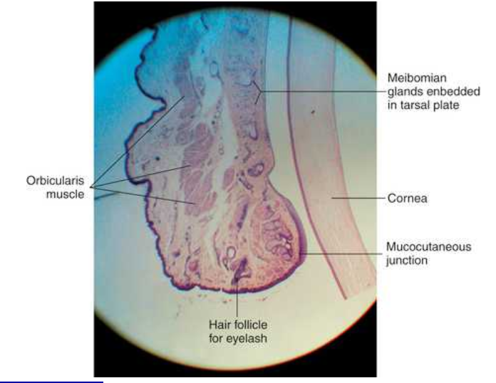 <p>striated muscle along the lid margin small muscle bundles located on both sides of meibomian glands represent a specific part of orbiculairs, the ciliary part - riolans muscle,which holds the lid margin against the globe</p><p>attachments are nasal and temporal by tendons </p><p>medial- attached to maxillary process </p><p>temporally- zygomatic bone </p>