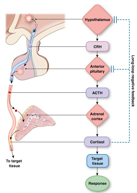 <ol><li><p><strong>Hypothalamus </strong>releases <strong>corticotropin-releasing hormone </strong>(CRH) into portal system.</p></li><li><p>CRH acts on <strong>anterior pituitary</strong> to release <strong>adrenocorticotropin </strong>(ACTH) into bloodstream.</p></li><li><p>ACTH acts on the <strong>adrenal cortex</strong> to release <strong>cortisol </strong>into bloodstream.</p></li><li><p>Cortisol feeds back to suppress secretion off CRH and ACTH. (<strong>long-loop negative feedback</strong>)</p></li></ol><p><u>exogenous cortisol</u>: will supress secretion in hypothalamus and anterior pituitary, but stimulate target tissue</p>