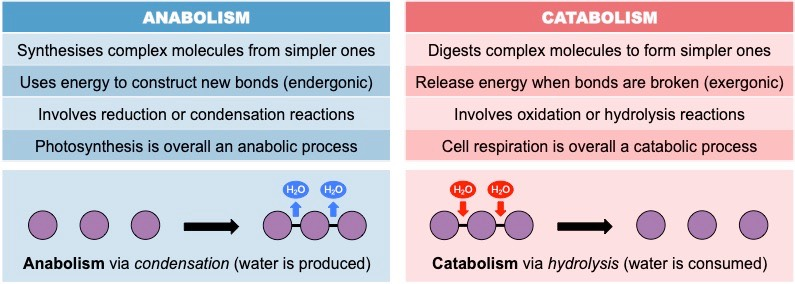 <p><strong>Anabolic reactions</strong> <u>synthesize</u> simpler molecules into a larger macromolecule. On the other hand, <strong>catabolic reactions</strong> <u>break down</u> complex molecules into smaller simpler molecules. </p><p>Anabolic reactions work through <u>condensation reactions</u> by using energy to create new bonds and producing water. Catabolic reactions work through <u>hydrolysis reactions</u> that use water to release bonds, producing energy. </p>