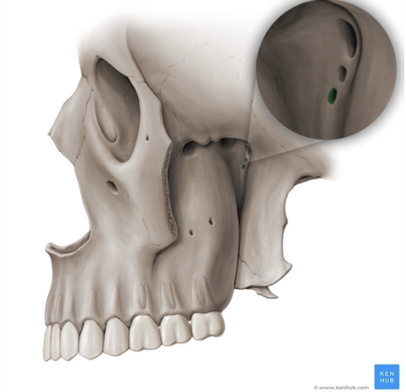 <p>Faríngeo de bock</p><p>Uno de los 8 agujeros de la hendidura pterigomaxilopalatina</p>
