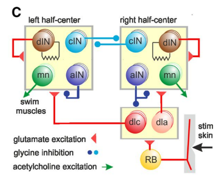 <p>What doe aIN inhibition do?</p>