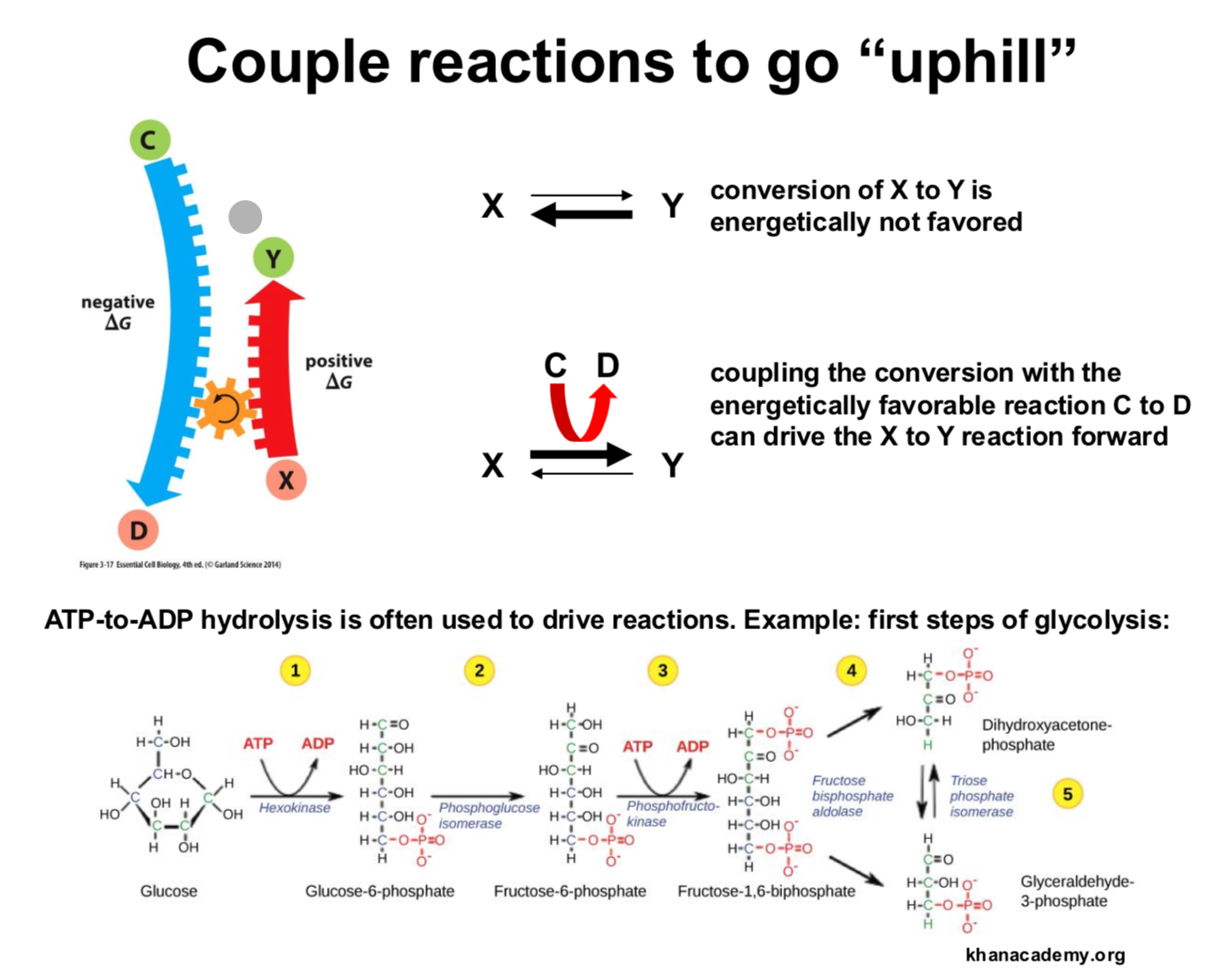 <p>A genetically unfavorable reaction can be couples with a genetically favoirable reaction to allow both of them to happen at the same time. </p>