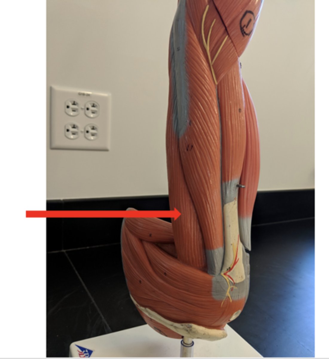 <p>what is this?</p>