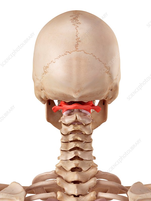 <p>C1; has no body; articulates cranially w/ occipital condyles; allows us to nod yes; fuses w/ body of C2→forms dens</p>