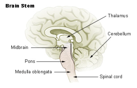 <p><strong>midbrain</strong> (<strong>corpora quadrigemina</strong> (tectum), superior collicus, inferior collicus), <strong>tegementum</strong>, <strong>hindbrain</strong> (<strong>pons</strong>, <strong>medulla</strong>, <strong>reticular</strong> <strong>formation</strong>)</p>