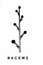 <p>Flowers attached to the stem with short stalks.</p>