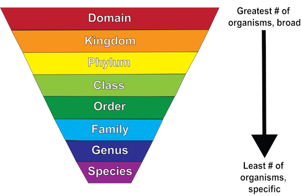 
1. Domain
2. Kingdom
3. Phylum
4. Class
5. Order
6. Family
7. Genus
8. Species