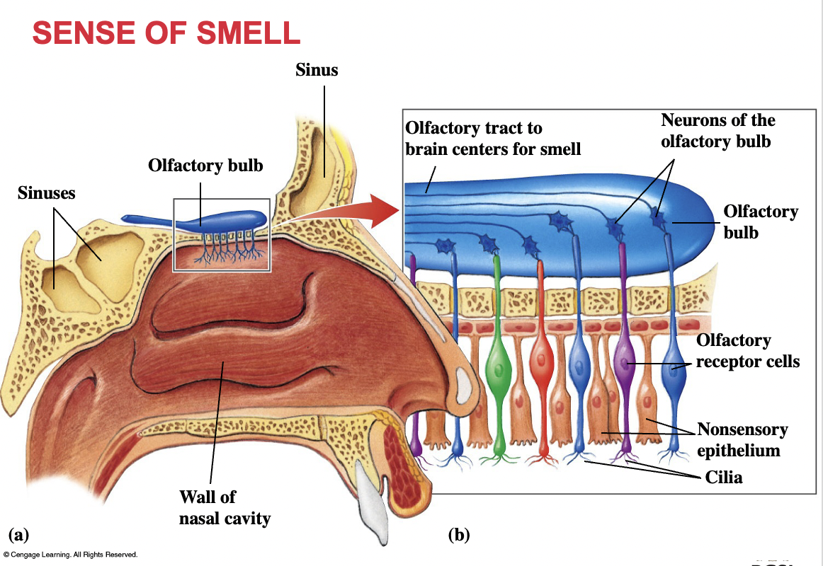olfaction

how many olfactory receptor cells in the olfactory membrane?