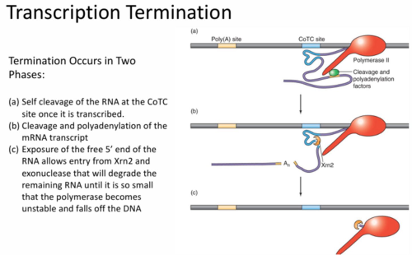 <p>Two phases:</p><p>1 - RNA self cleaves at the CoTC site by folding in on itself</p><p>2 - 5' end of the non-coding RNA is exposed and degraded by Xrn2. Xrn2 eventually catches up to RNApol which will fall off the DNA because it's become unstable.</p>