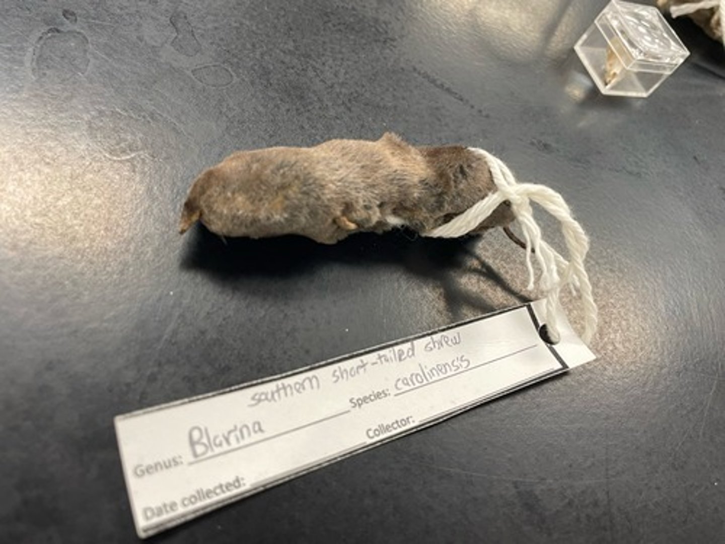 <p>Family: Soricidae</p><p>Genus & Species: Blarina carolinensis</p>