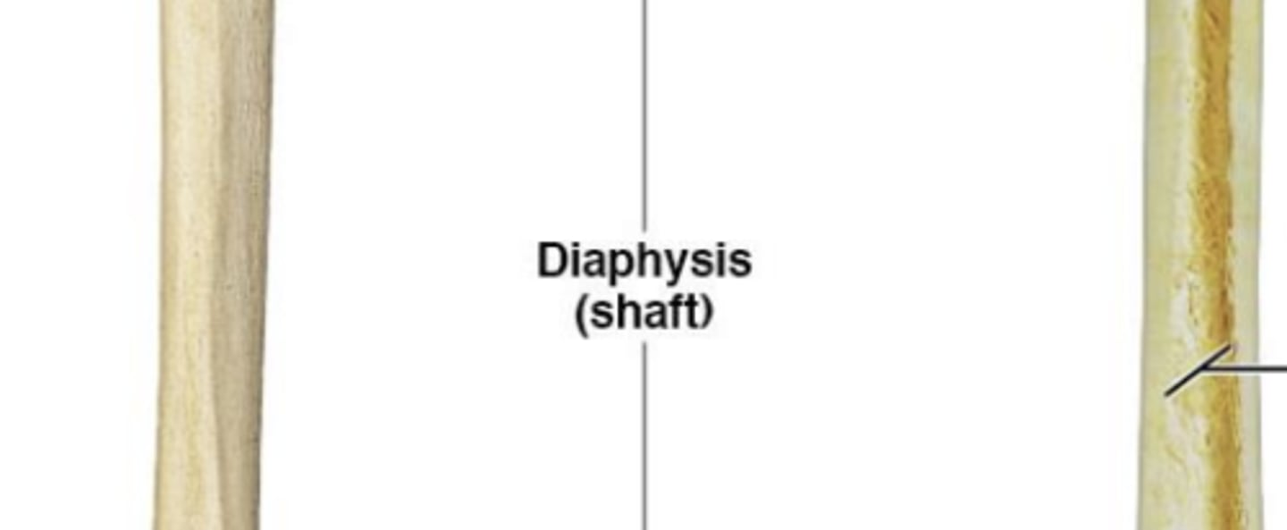 <p>shaft of long bones</p>