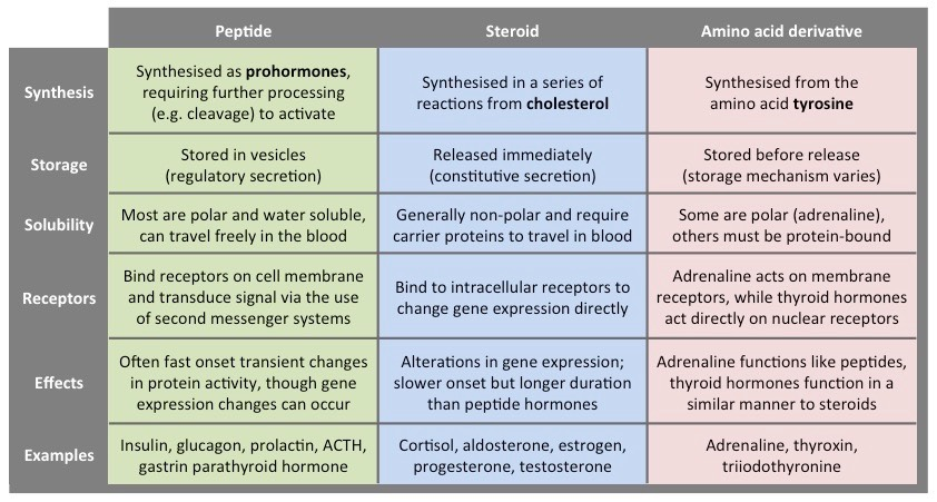 <p><strong>Amine hormones</strong> are small molecules that are modifications of amino acids. This includes epinephrine. </p><p><strong>Peptide &amp; protein hormones</strong> are polypeptide chains (including peptides, proteins, and glycoproteins). Insulin is a protein hormone. </p><p><strong>Steroid hormones</strong> are lipids derived from carbohydrates that function as chemical messengers, including oestradiol, progesterone, testosterone. </p>