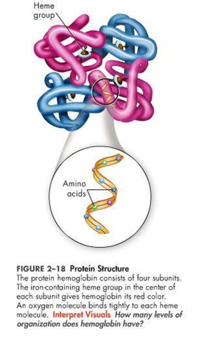 <p>The arrangement of two or more polypeptides wrapped together.</p>
