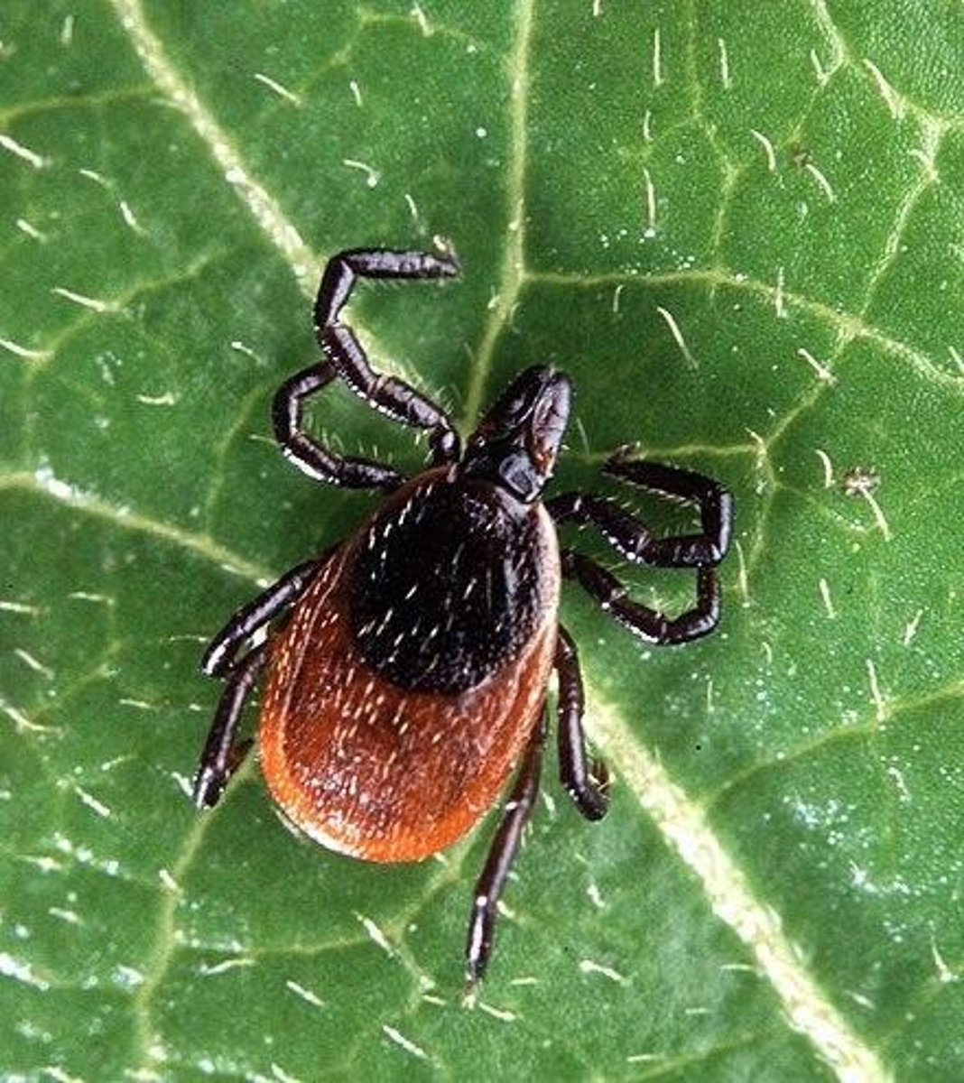 <p>Transmitted by ticks, causes babesiosis.</p>