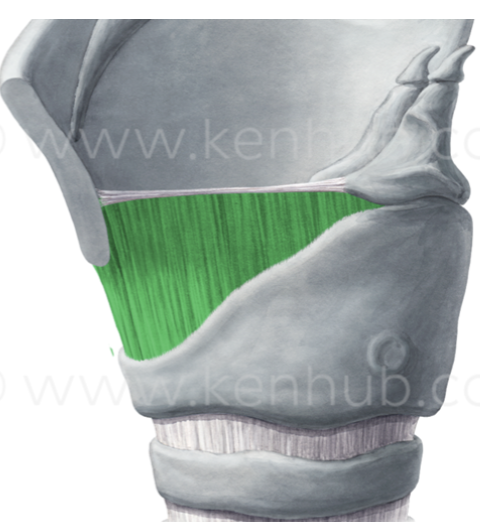<p>What ligament is this?</p>