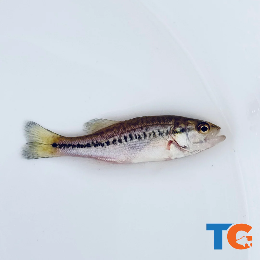 <p>Largemouth Bass; mouth corner extends well past eye; broad dark lateral stripe.</p>
