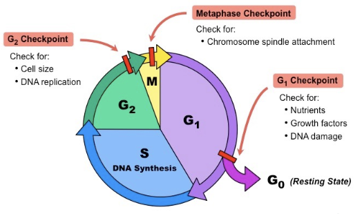 <p>The cell cycle is composed of <strong><em><u>interphase</u></em></strong> (<strong>G1, S, and G2, phases</strong>), followed by the <strong><em><u>mitotic phase</u></em></strong> (<strong>mitosis and cytokinesis</strong>)</p><p class="p1"><strong><em><u>Interphase:</u></em></strong></p><ul><li><p>﻿﻿G stands for Gap, S stands for Synthesis</p></li><li><p>﻿﻿G1 Phase: Cell growth, synthesizes proteins</p></li><li><p>S Phase: DNA replication - doubles DNA</p></li><li><p>﻿﻿G2 Phase: Preparation for division - more growth, organelle production &amp; checks DNA before Mitosis</p></li></ul><p class="p1"><strong><em><u>Mitotic Phase:</u></em></strong></p><ul><li><p>﻿﻿Mitosis occurs - splitting of the nucleus</p></li><li><p>﻿﻿Cytokinesis -cytoplasm division that officially splits into two daughter<br>cells</p></li></ul><p></p>