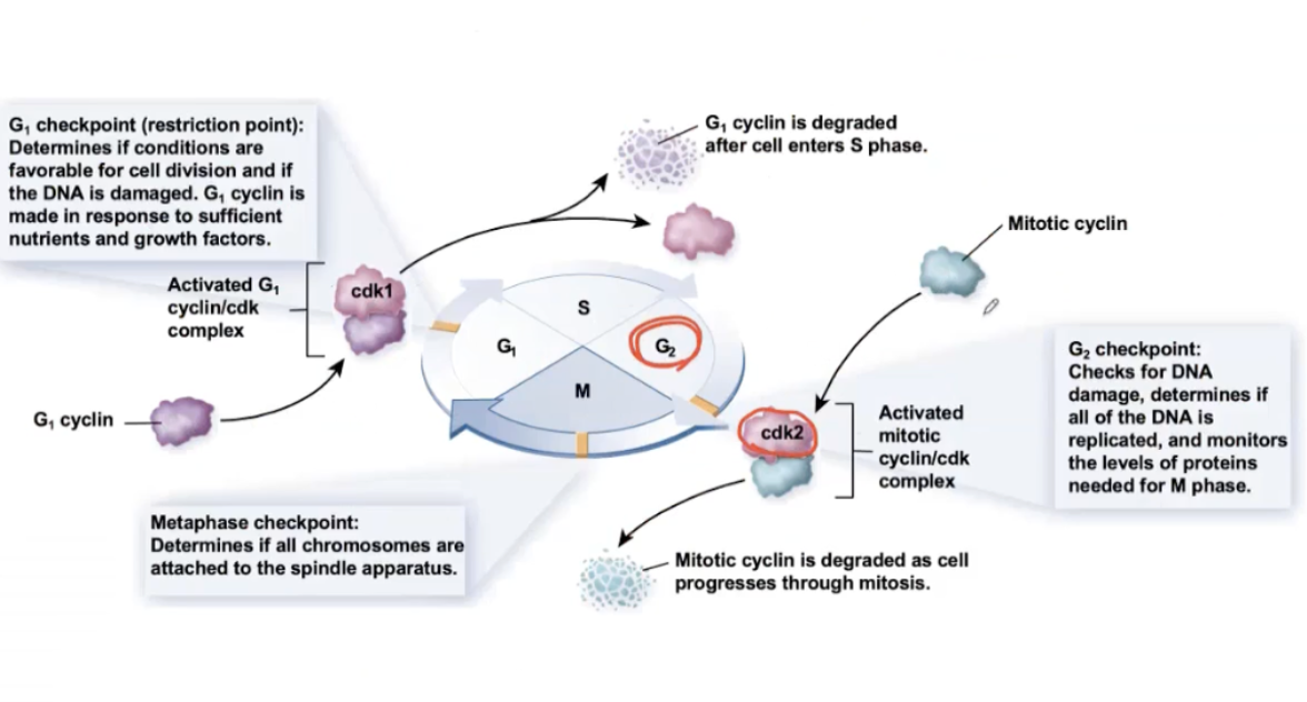 <p>CDK/Cyclin complex- responsible for advancing a cell through the phases of the cell cycle.</p><ul><li><p>CDK is a Kinase (alone= inactivated)</p></li><li><p>Cyclin helps make it active.</p><ul><li><p>Only activated when everything is good</p></li><li><p>Cyclin is degraded after the cell enters S phase and mitosis</p></li></ul></li></ul><p></p>