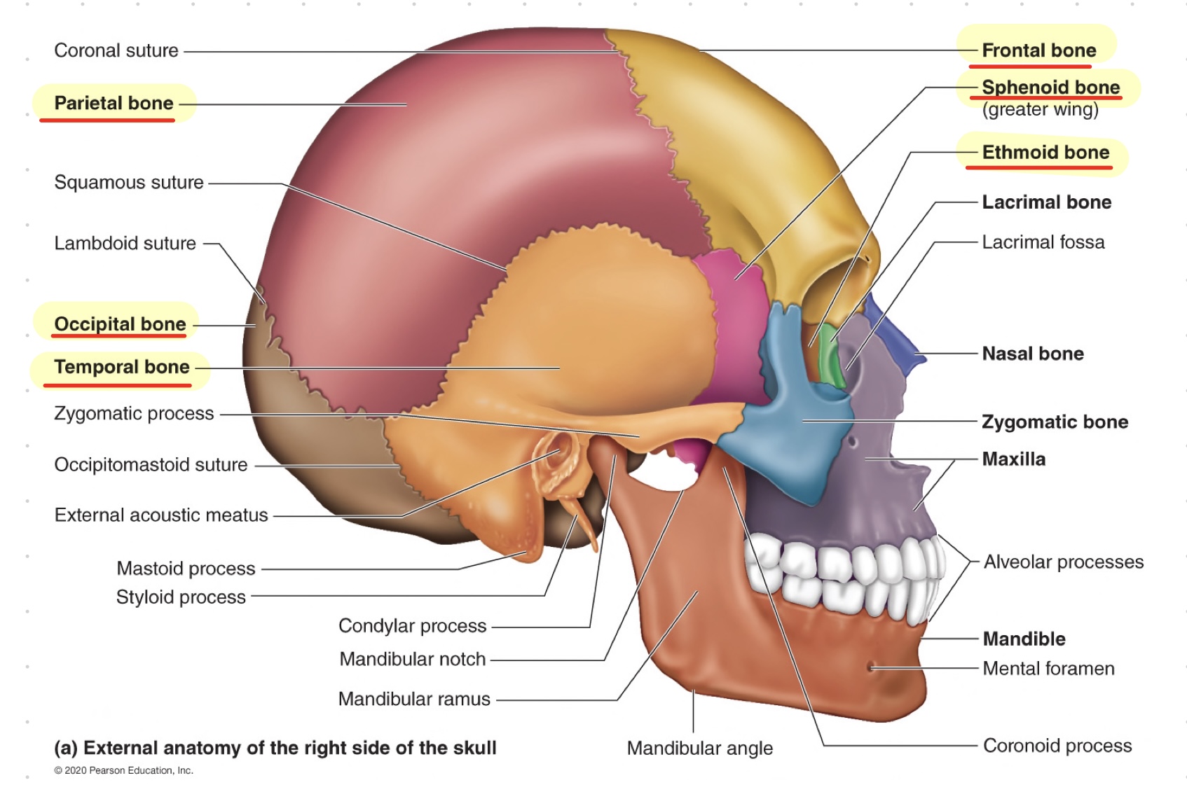 <ul><li><p><mark data-color="yellow"><u>paired: parietal and temporal</u></mark></p></li><li><p><mark data-color="yellow"><u>unpaired: frontal, occipital, sphenoid, ethmoid</u></mark></p></li></ul>