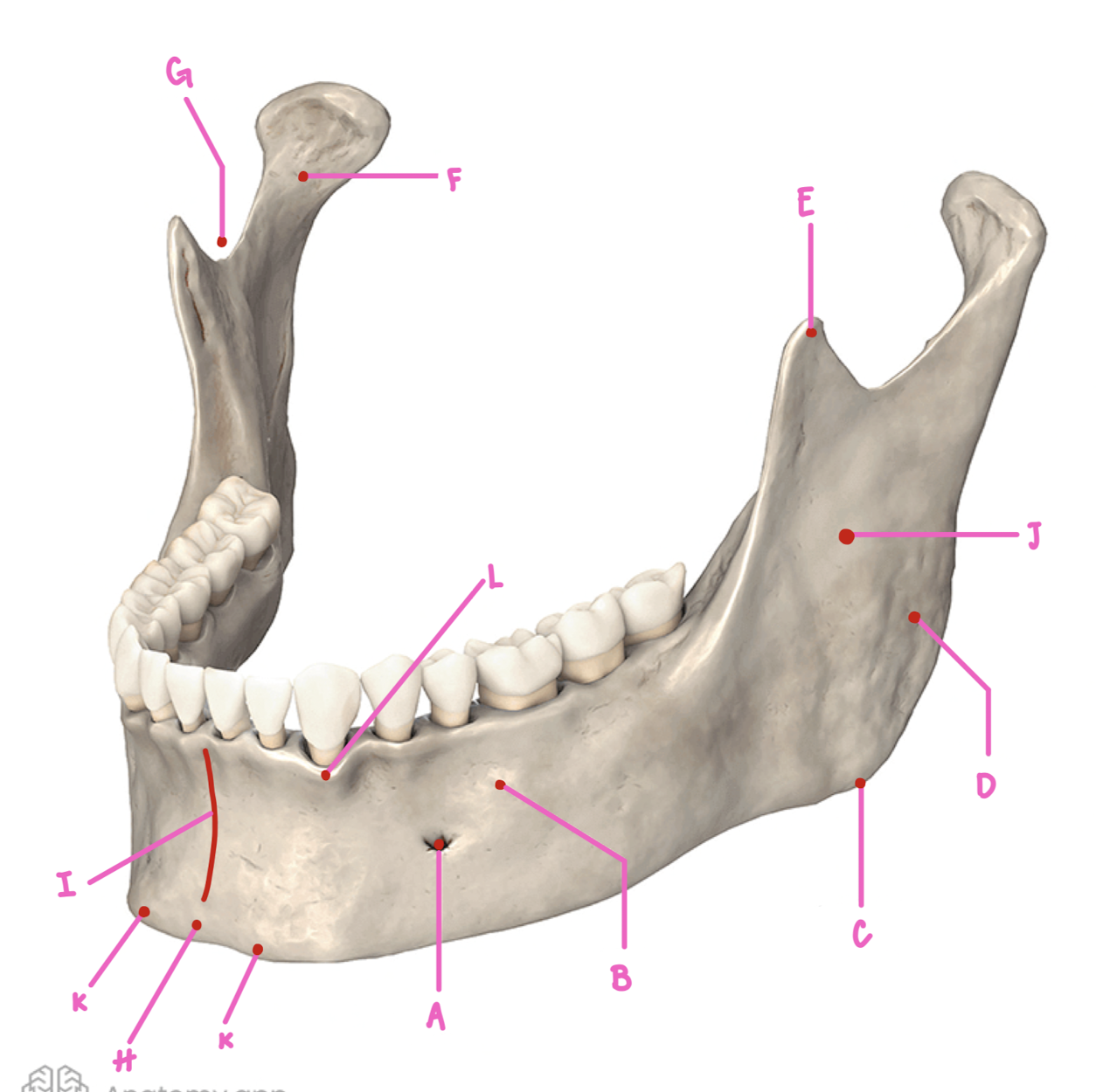 <p>Name the part of the mandible labeled I</p>