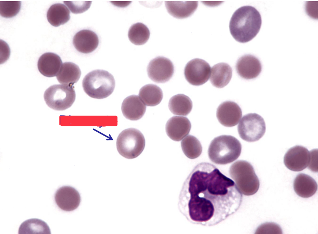 <p>What is this cell type?</p>