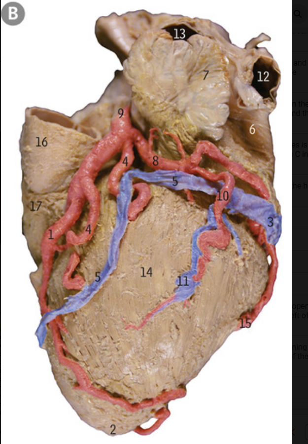 <p>What is 3’s sulcus?</p>
