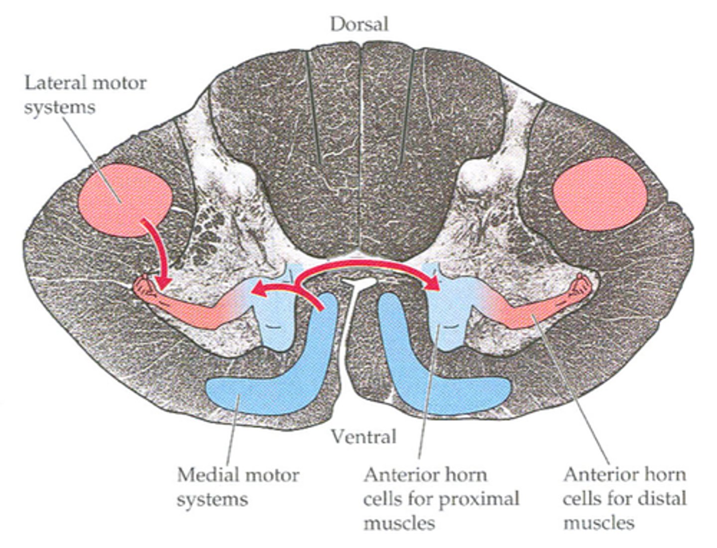 <p>synapse with motor neurons that innervate postural and girdle muscles</p>