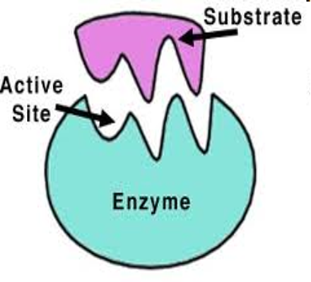 <p>Substrate and Active site</p>