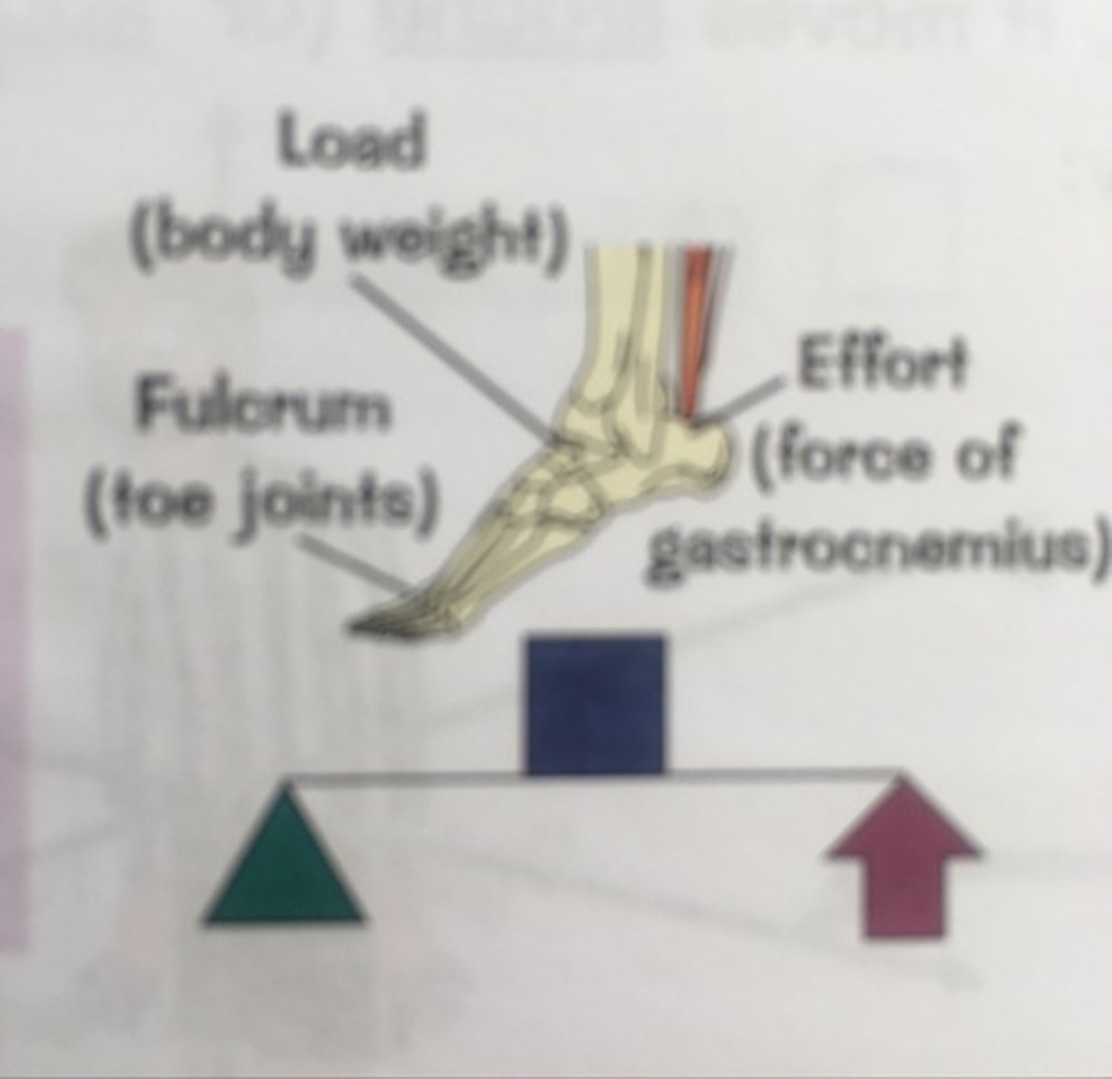 <p>- Load in the middle</p><p>- Always mechanical advantage</p><p>- Fulcrum and effort at opposite ends</p>