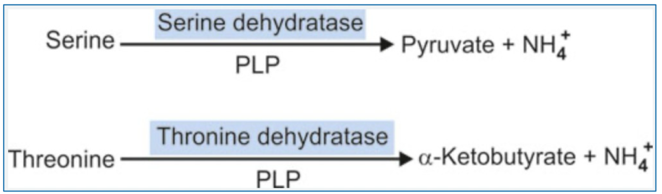 <p>Hydroxy amino acids deamination (AA with one or more hydroxyl groups)</p><p>Includes: serine, homoserine, threonine</p><p>Enzymes - ~amino acid~ dehydratases</p><ul><li><p>Requires PLP as cofactor</p></li><li><p>Releases NH4</p></li></ul><p></p>