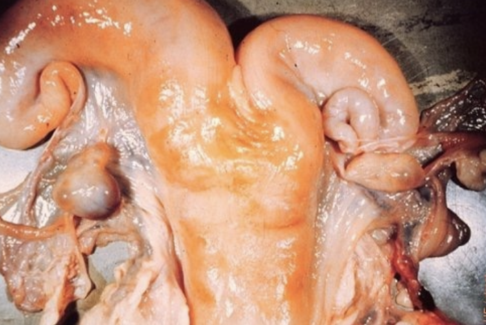 <p>-diagnosis is reliable and accurate</p><p>-results are immediate</p><p>-can provide results before the second estrus following breeding</p>