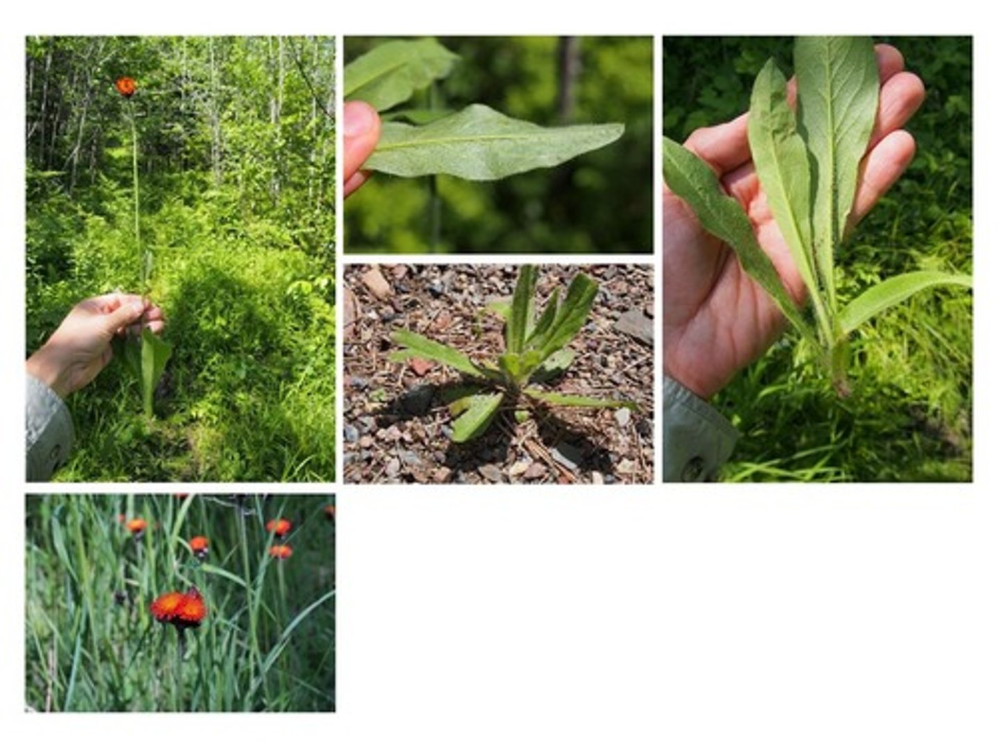 <p>Hieracium spp.</p>